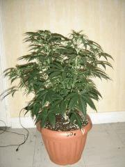 SourDiesel#2 n°6 C+37F+6