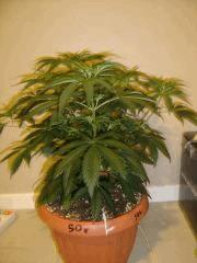 SourDiesel#2 n°6 C+37F+1