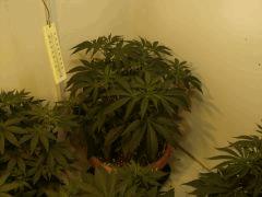 SourDiesel #2 n°6 C+36