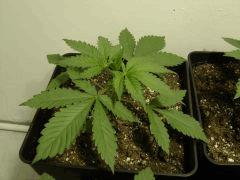 Nycd 2 c+16
