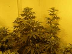 NYCD 4 F+20