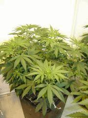 SourDiesel #2 n°4 C+36
