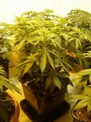 NYCD2 C+36