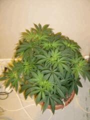 SourDiesel#2 n°1 C+37F+1