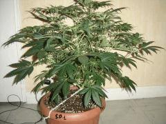 SourDiesel#2 n°1 C+37F+6