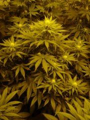 Cheese F+20