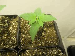 SourDiesel#2 C+10