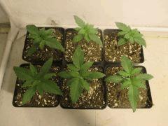 SourDiesel#2 C+10
