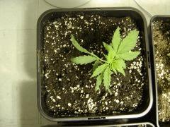 Nycd 1 le petit timmy c+16