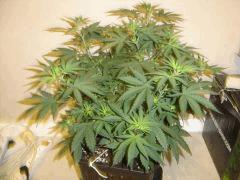 SourDiesel#2 n°4 C+37F+1