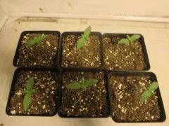 Les SourDiesel#2 à C+5