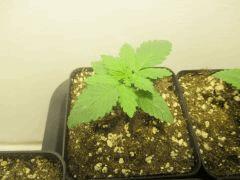 SourDiesel#2 C+10