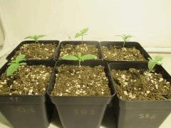 Les SourDiesel#2 à C+5