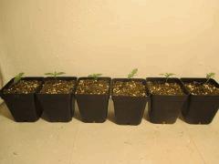 Les SourDiesel#2 à C+5