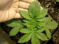 Sd#2 n°3 feuille chelou c+17