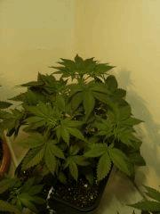 G13 n°1 C+30