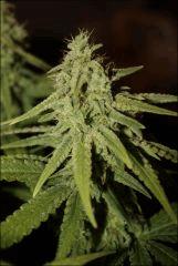 Pineapple Chunk 3