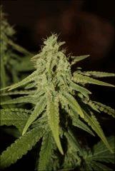Pineapple Chunk 4