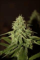 Pineapple Chunk 7