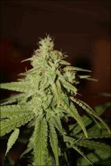 Pineapple Chunk 5