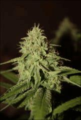Pineapple Chunk 6