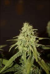 Pineapple Chunk 1