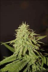 Pineapple Chunk 2