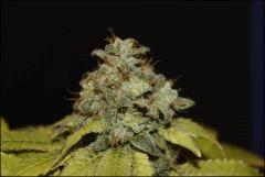 Bubba Kush