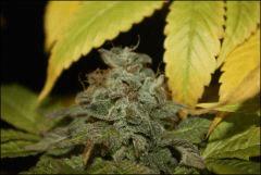 Bubba Kush