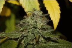Bubba Kush