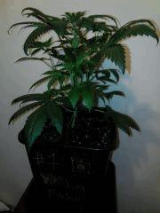 IMG 20141002 213504