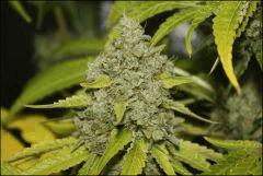 Bubba Kush