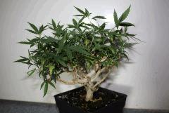 Tangilope 1 an