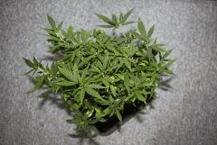 Tangilope 1 an