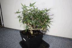 Tangilope 1 an