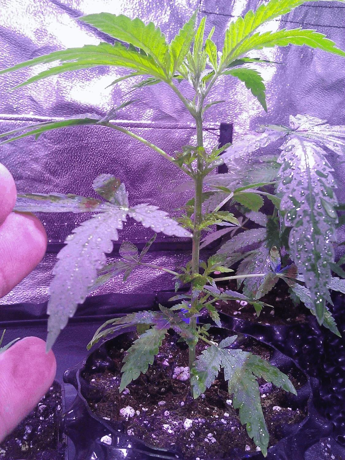 Original G. Kush