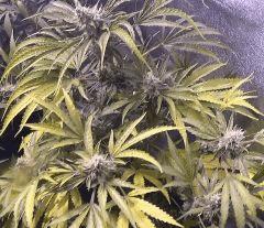 AgentOrange X Ace Of Spades.00