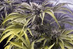 AgentOrange X Ace Of Spades.01