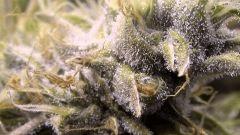 Ace of spades X Agent Orange