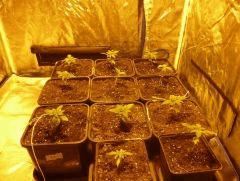 les plantes