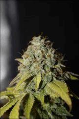 Petite Bubba 3