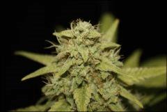 Pineapple Chunk
