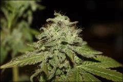 Petite Bubba 4
