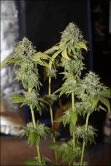 Petite Bubba 1