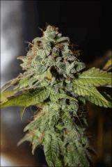 Petite Bubba 2