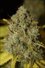 Bubba Kush