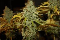 Bubba Kush