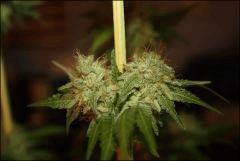 Bubba Kush