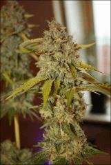 Bubba Kush