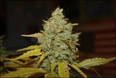 05-10-2014 Cut Bubba Kush (HSO)